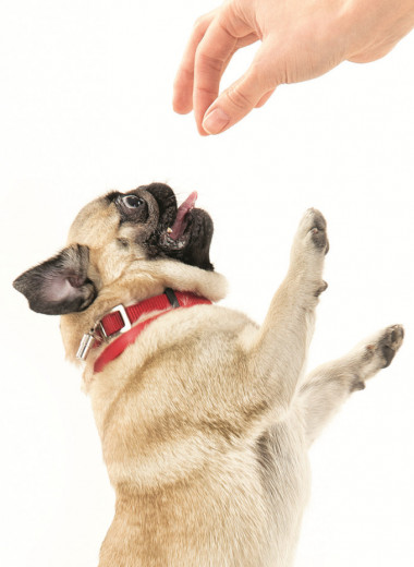 5 советов, как отучить собаку лаять без повода