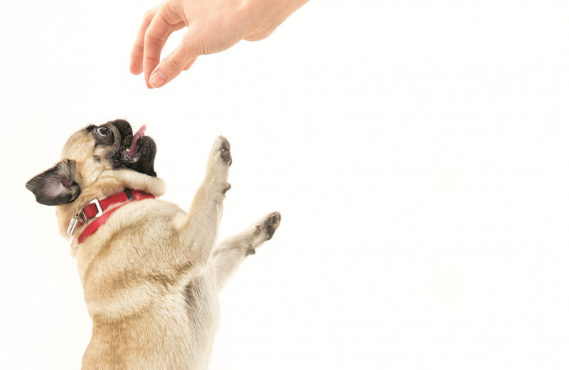 5 советов, как отучить собаку лаять без повода