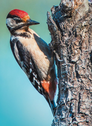 Почему у дятла не болит голова?