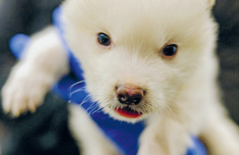 Клоны в загоне