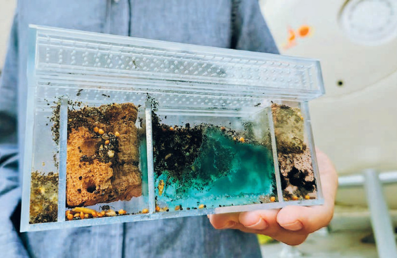 Бактерии идут в гору