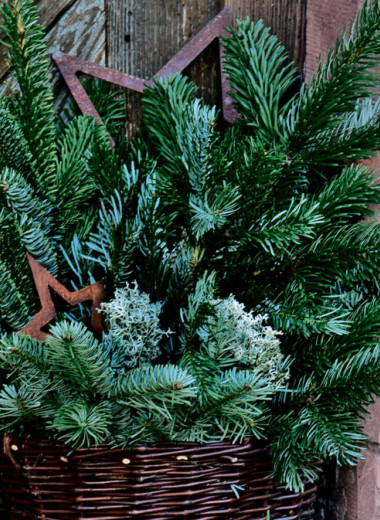 Ёлки зелёные