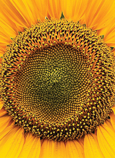 Масложировая отрасль снова идет на рекорд