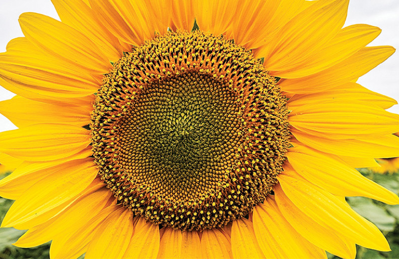 Масложировая отрасль снова идет на рекорд