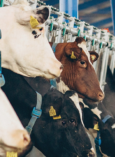 В «Зеленой Долине» разместится 40 тыс. голов КРС