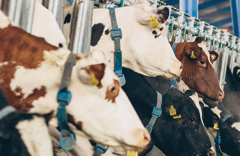 В «Зеленой Долине» разместится 40 тыс. голов КРС