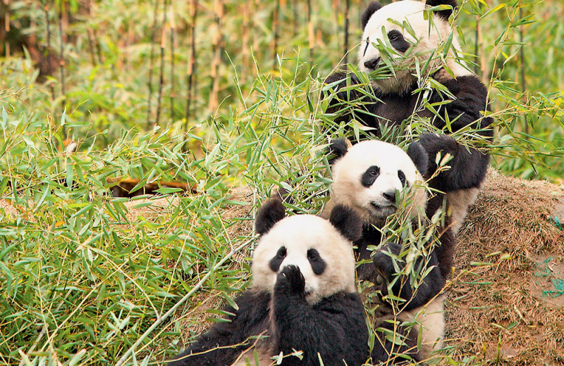 Травоядный хищник, или Как большие панды приспособились к бамбуку
