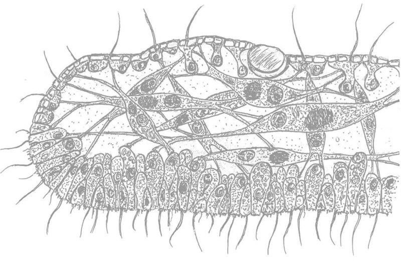 Безнервное животное приоткрывает тайны происхождения нервной системы