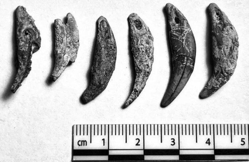 Вести археологии