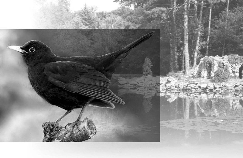 Черный дрозд