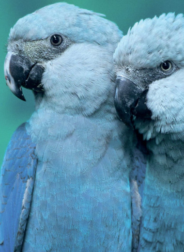 Они могут вернуться…