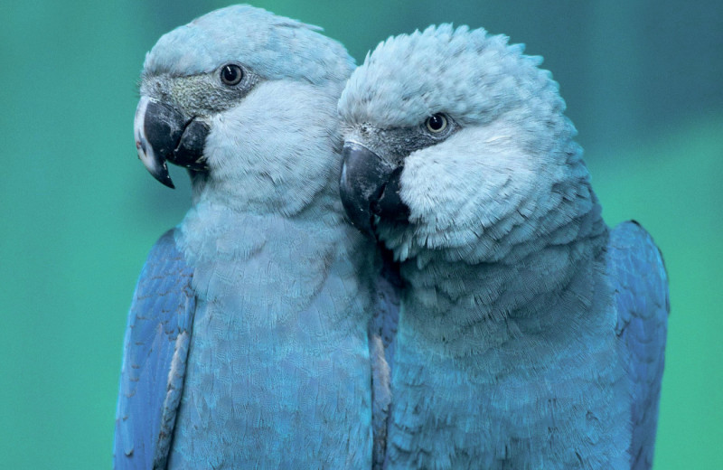 Они могут вернуться…