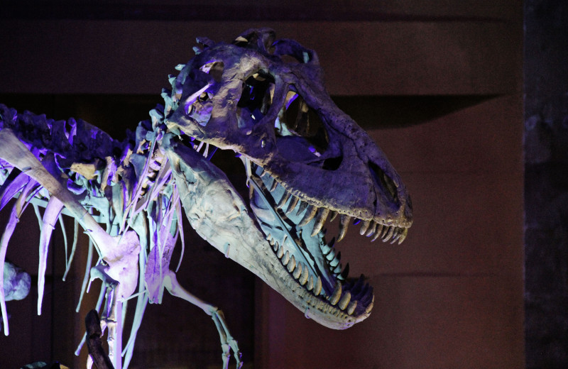 В погоне за драконами