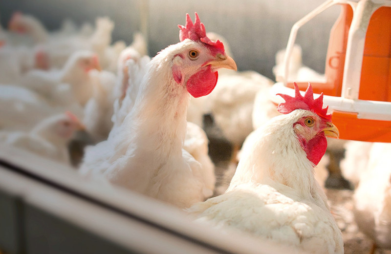 Мясо птицы и яйцо в эпоху выбора