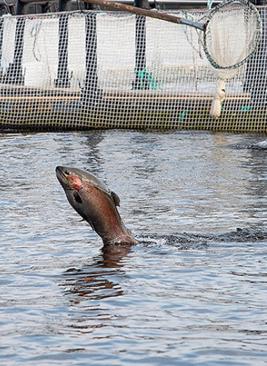 Возможности для интенсивного прироста