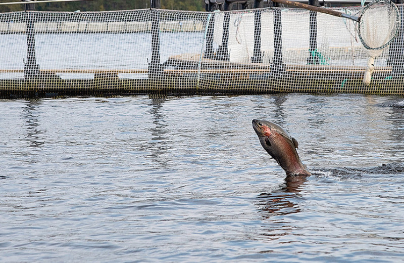 Возможности для интенсивного прироста