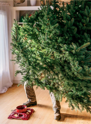 Хвойному воля