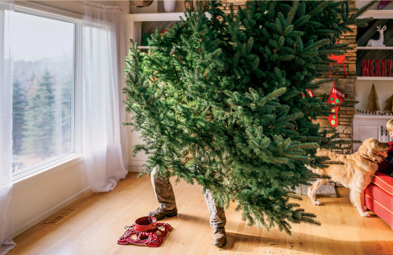 Хвойному воля