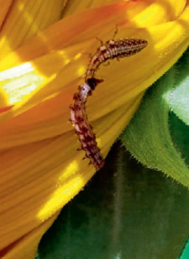 Дроны и наездники