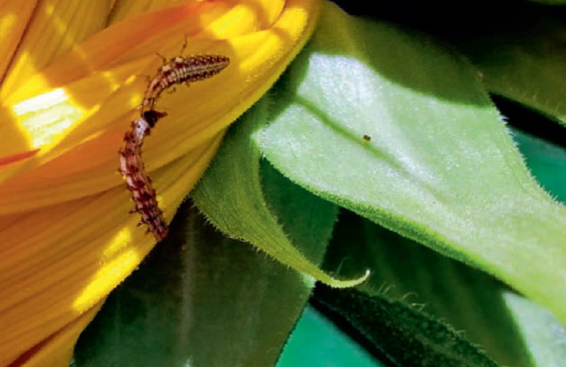 Дроны и наездники