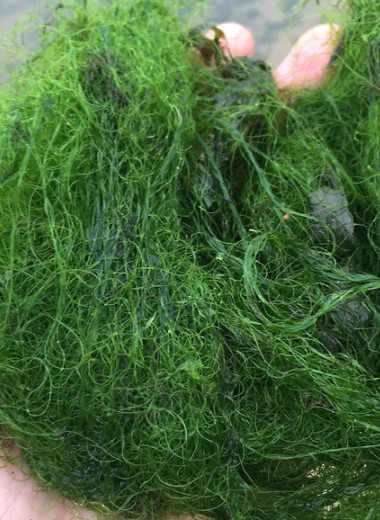 Пришел невод с одною тиной…