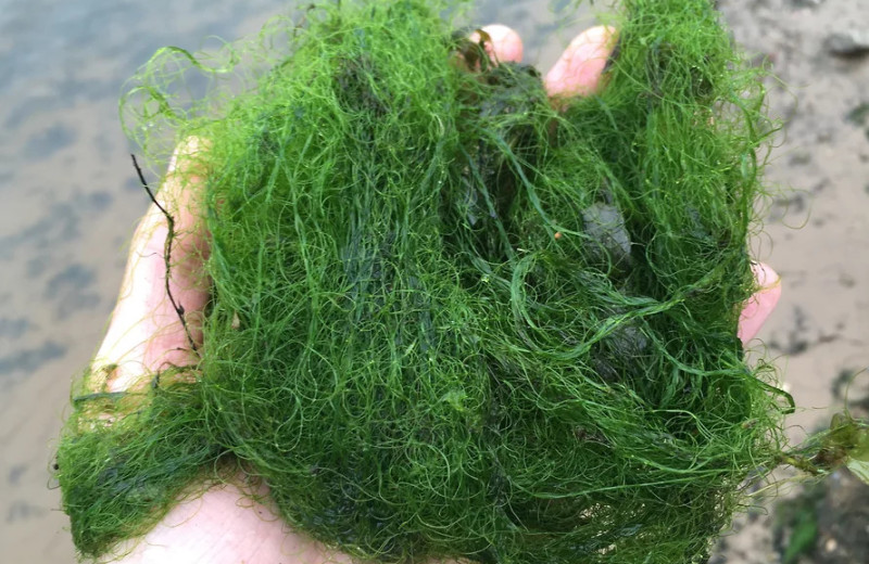 Пришел невод с одною тиной…