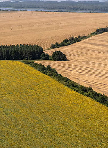 Защита из леса — I