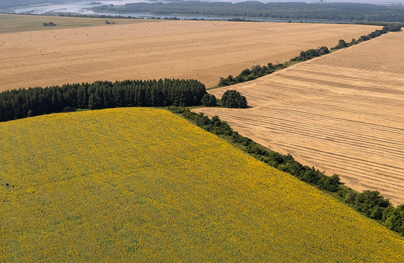 Защита из леса — I