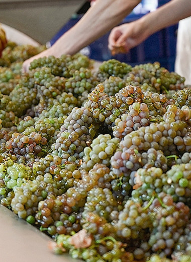 Виноградник стал объектом энотуризма