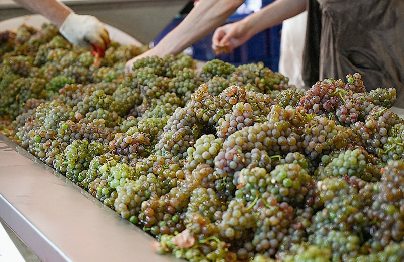 Виноградник стал объектом энотуризма