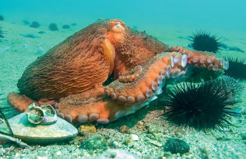 Заповедный фонд