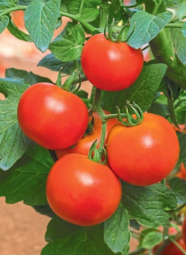 7 секретов вкусных томатов