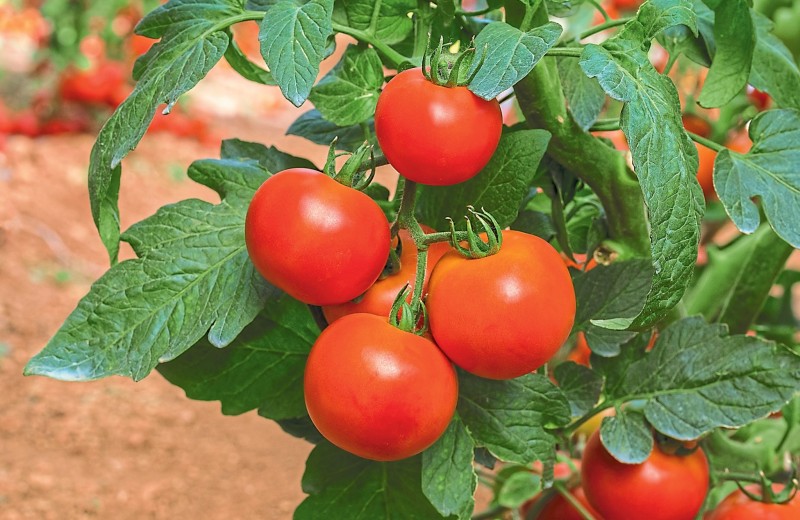 7 секретов вкусных томатов