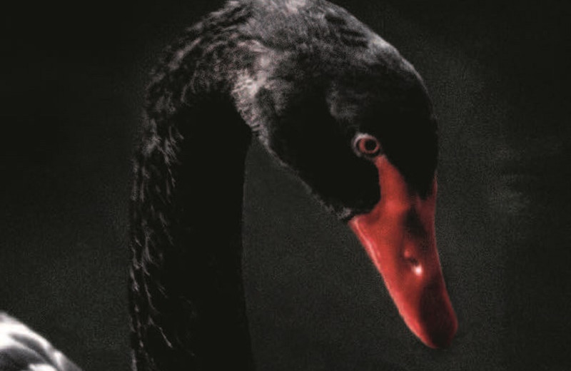 Возвращение «черных лебедей»