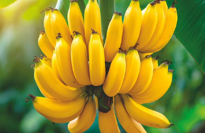 Бананы