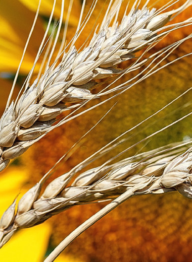 Доходы растениеводов пока в плюсе