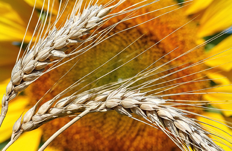 Доходы растениеводов пока в плюсе