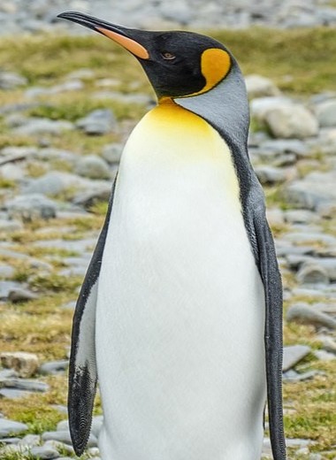 Численность крупнейшей колонии королевских пингвинов сильно сократилась