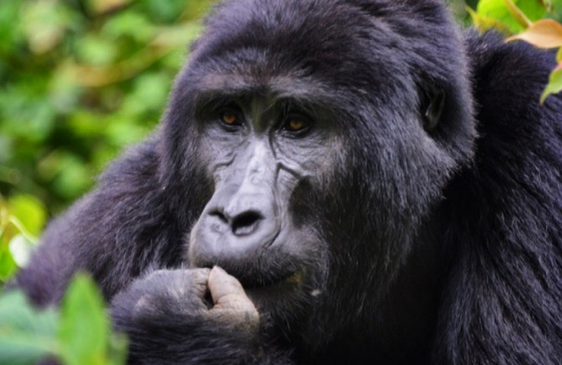 Горные гориллы постарались не спариваться с родственниками