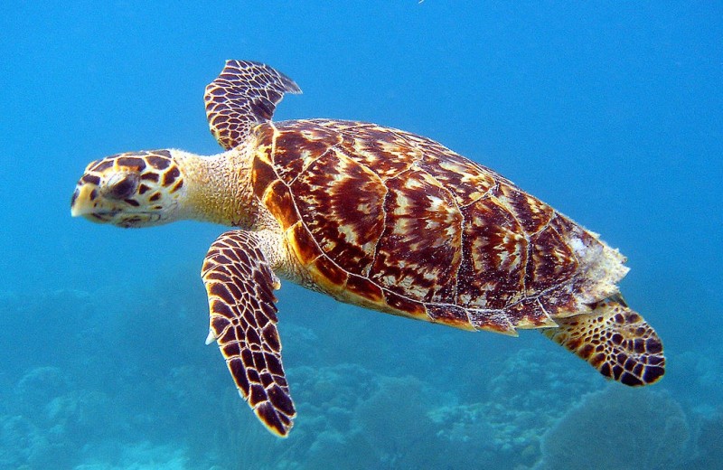 Торговля продуктами из морских черепах запрещена. Японии все равно