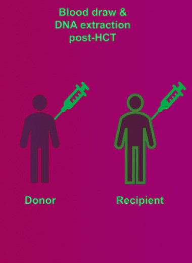 Донорские кроветворные клетки оказались не склонны накапливать мутации после пересадки