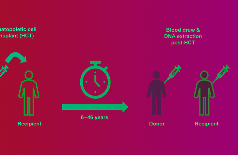 Донорские кроветворные клетки оказались не склонны накапливать мутации после пересадки