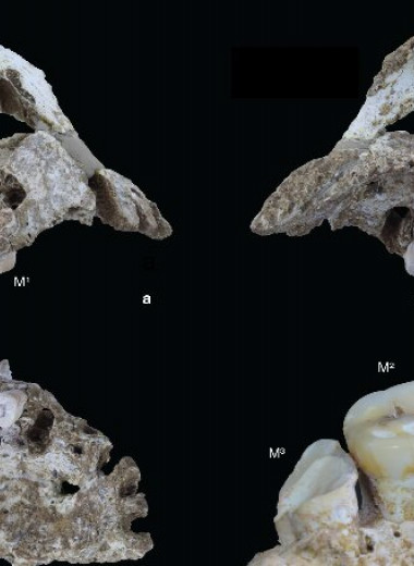 На Сулавеси впервые обнаружили останки Homo sapiens эпохи плейстоцена