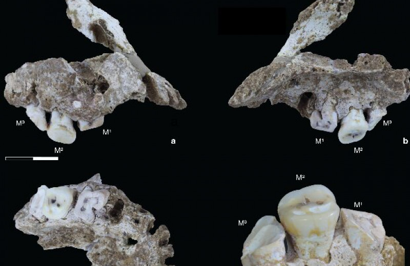 На Сулавеси впервые обнаружили останки Homo sapiens эпохи плейстоцена