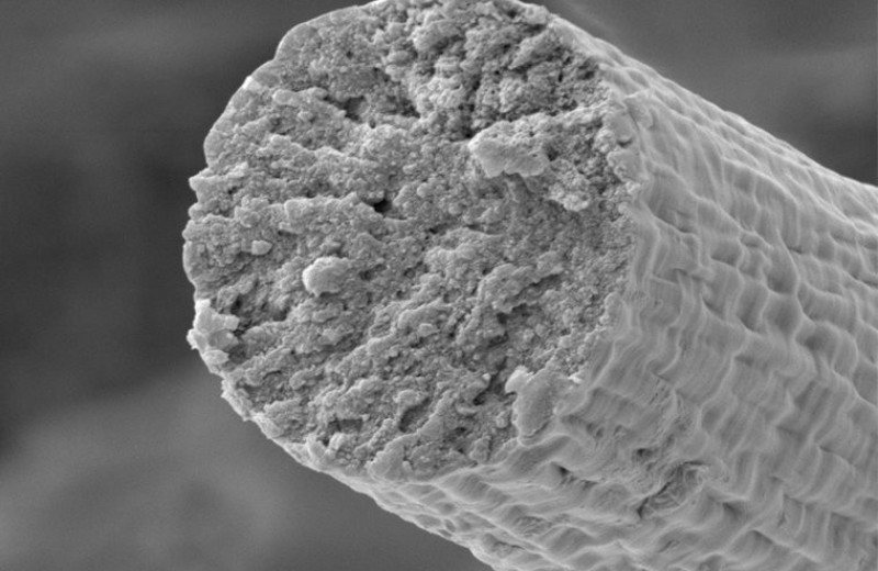 Ученые вырастили искусственные мышечные волокна внутри микробов. Что это значит?