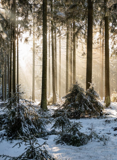 Потепление угрожает таежным лесам — самой крупной экосистеме России