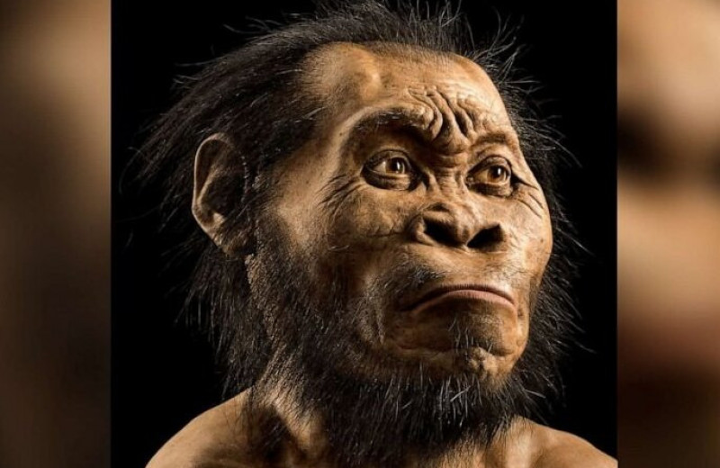 Даже с маленьким мозгом можно жить. Ученые выяснили интересные факты о Homo naledi