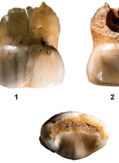 Три молочных зуба из испанской пещеры оказались неандертальскими