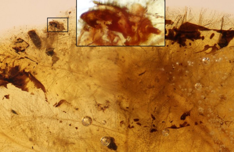 Личинки жуков поели динозавровых перьев 100 миллионов лет назад