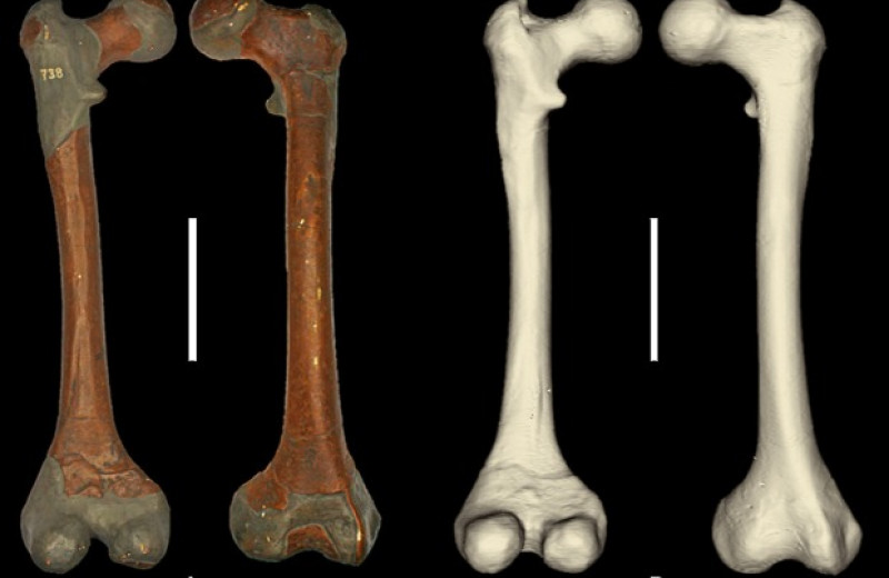 Антропологи нашли слепки утерянных во время войны окаменелостей неандертальца